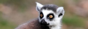 Vuos banner