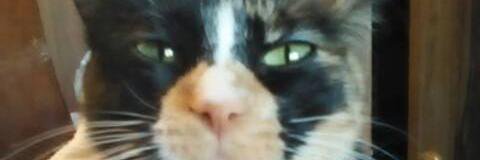MrRambo71's profile banner image