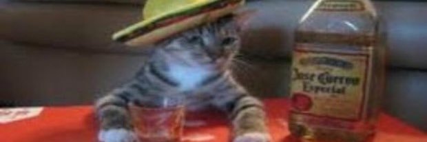 Katiefishh's profile banner image