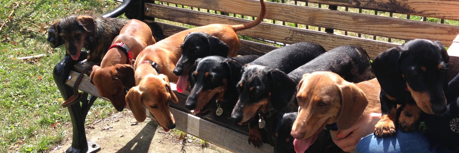 Sausage Dog Hotel (SausageDogHotel) / Twitter
