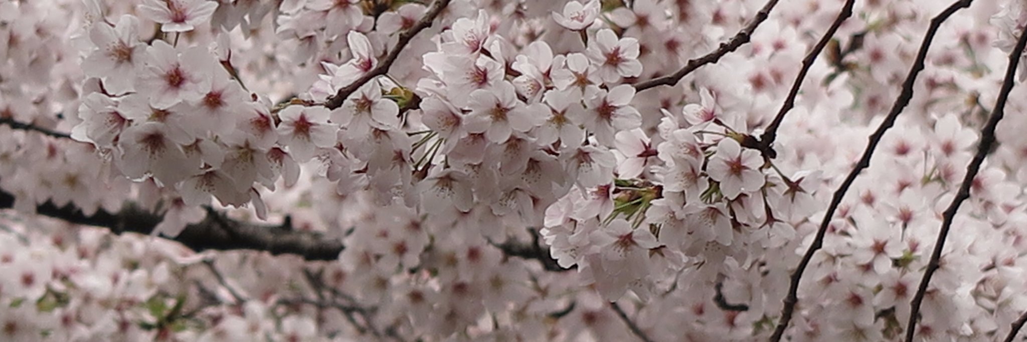 lilyiswandy's profile banner image