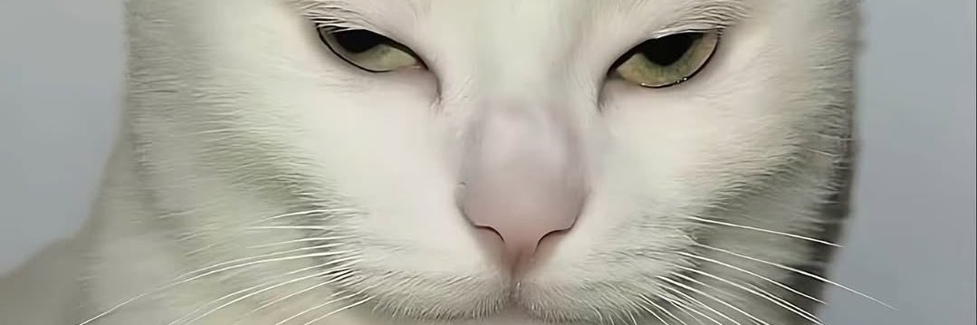 Tigerx.fei banner