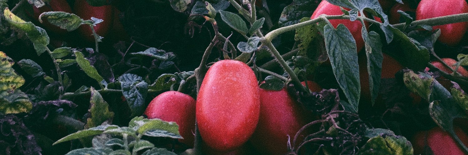 Andrea Faubert banner