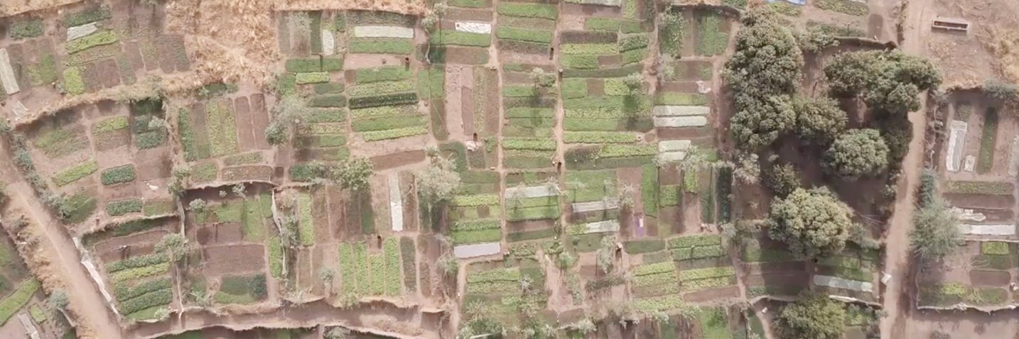 Trees for the Future banner