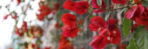 Yesviar Profile Banner