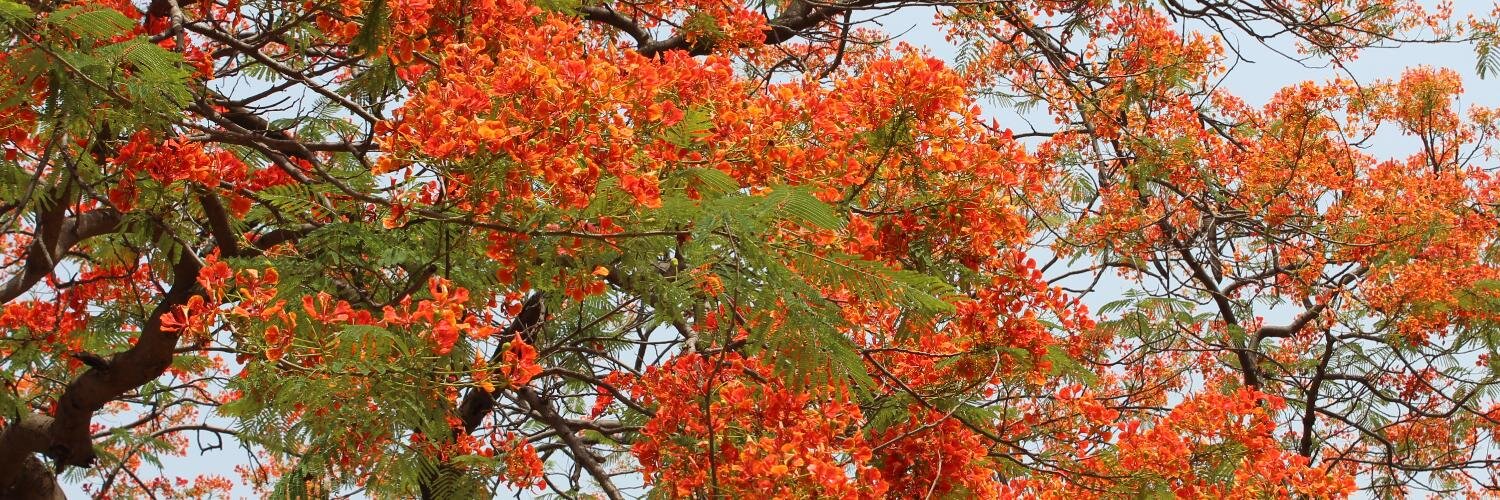 SaudaminiPandey's profile banner image