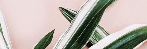 Celinex27's profile banner image