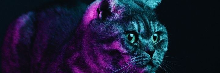 dypapichulo's profile banner image