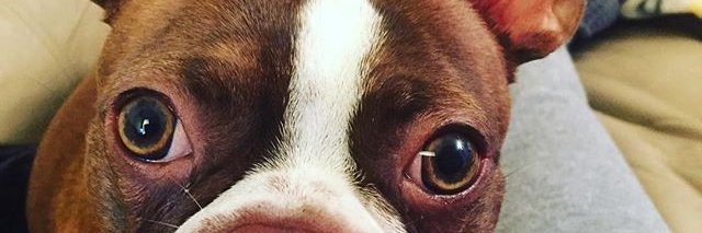 LauriOglio's profile banner image