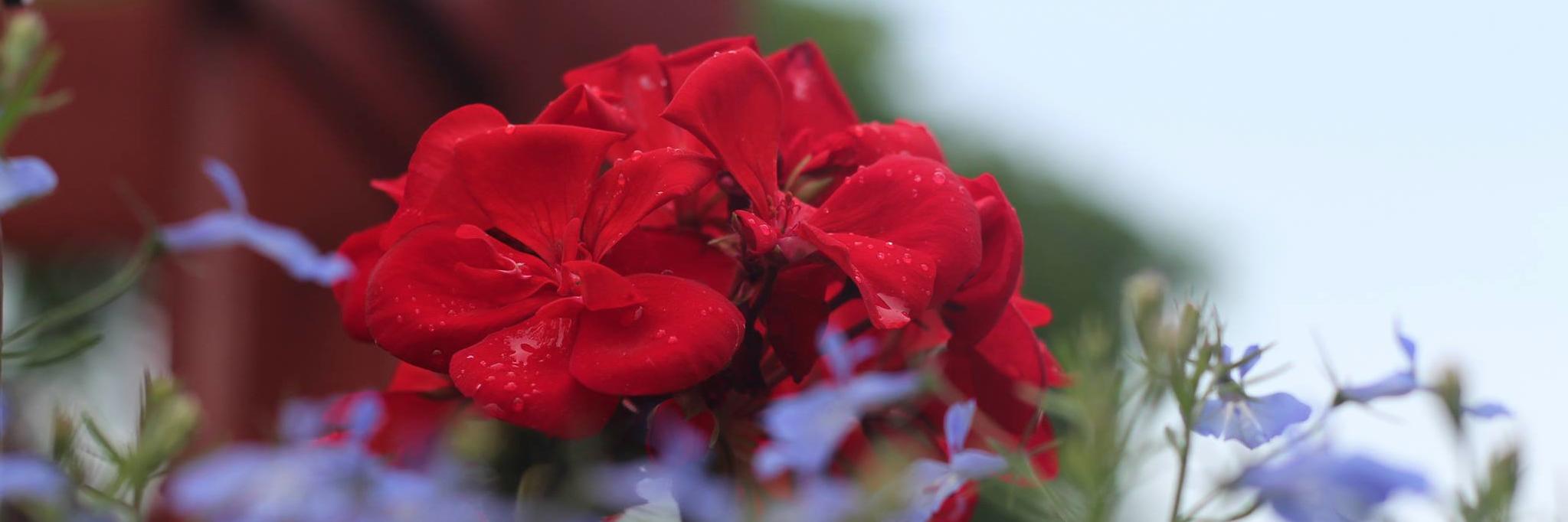 SamaraMuranski's profile banner image