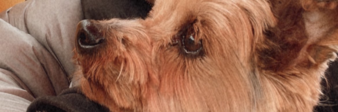 JosePabloSoler's profile banner image