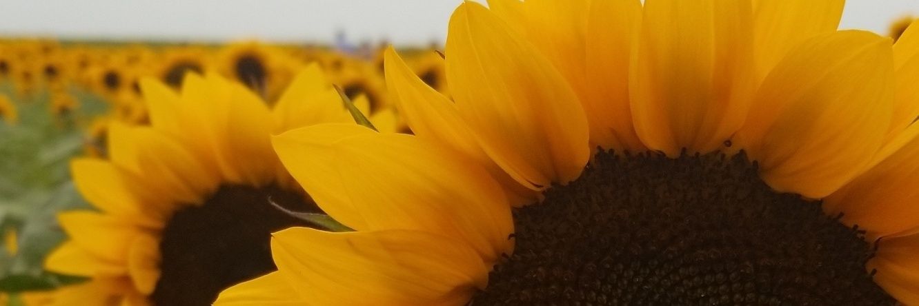 LexiStephens101's profile banner image