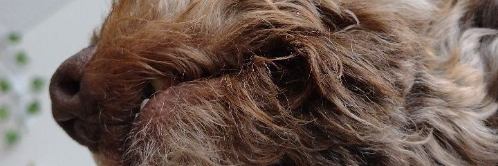 Danelsoon's profile banner image