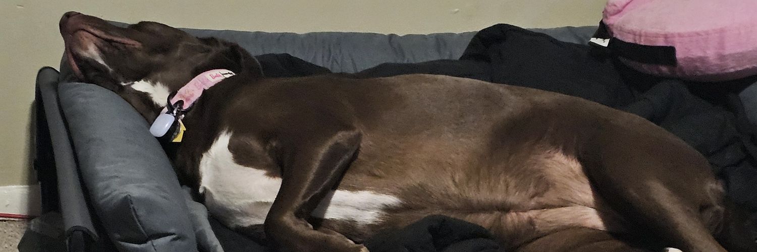 King A$shole 👑 banner
