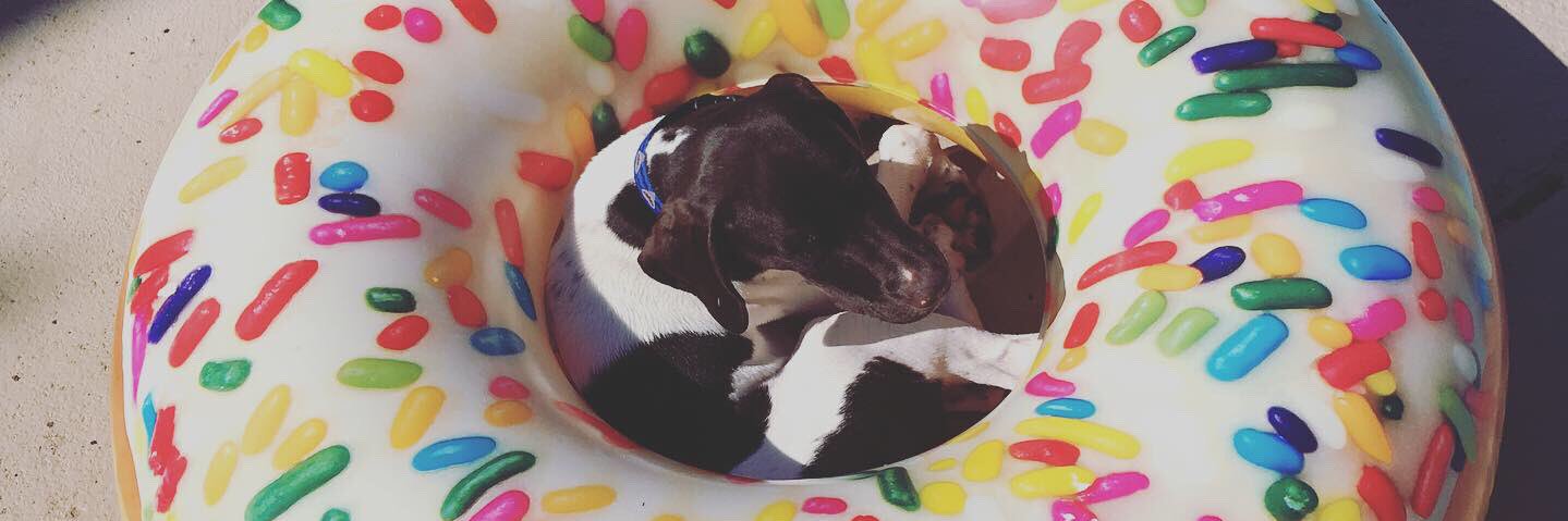 Lainey Studebaker banner