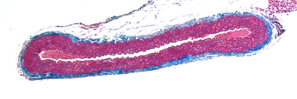 BogolaLab Profile Banner