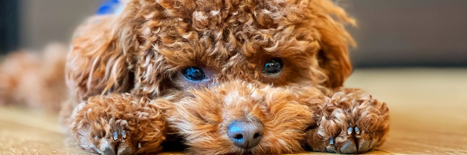 細木 祐佳/Yuka Hosoki banner