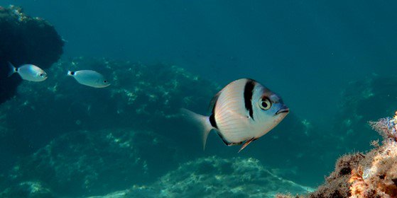 PJFreedive's profile banner image