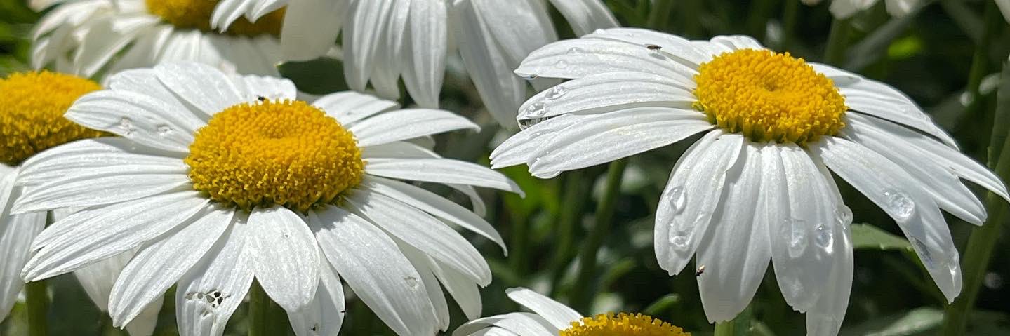Sanderella123's profile banner image