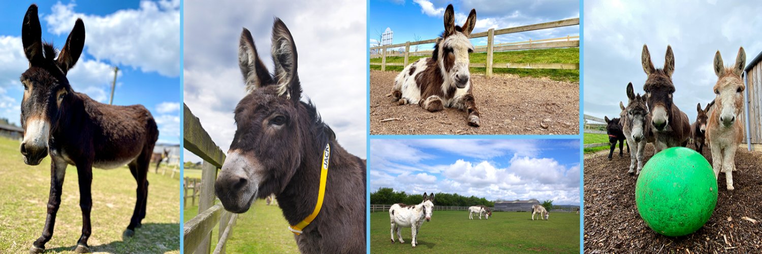 IOW Donkey Sanctuary banner