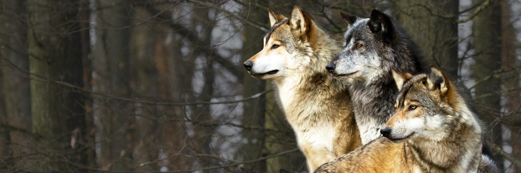 Wolfpack Research's banner