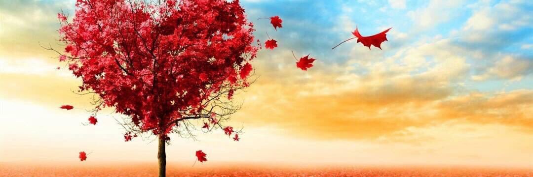 danneel58's profile banner image