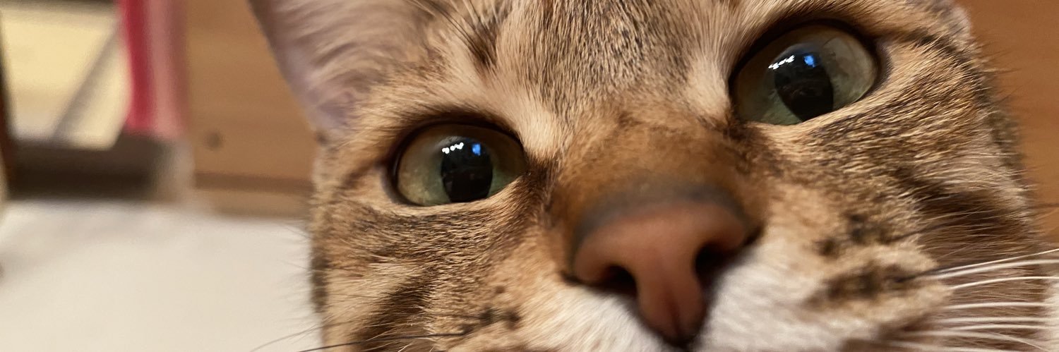 cheesekatu2's profile banner image