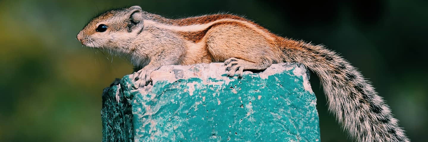 pixelRajeev's profile banner image