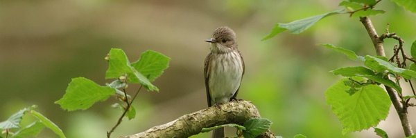 MidlandsBirder Profile Banner