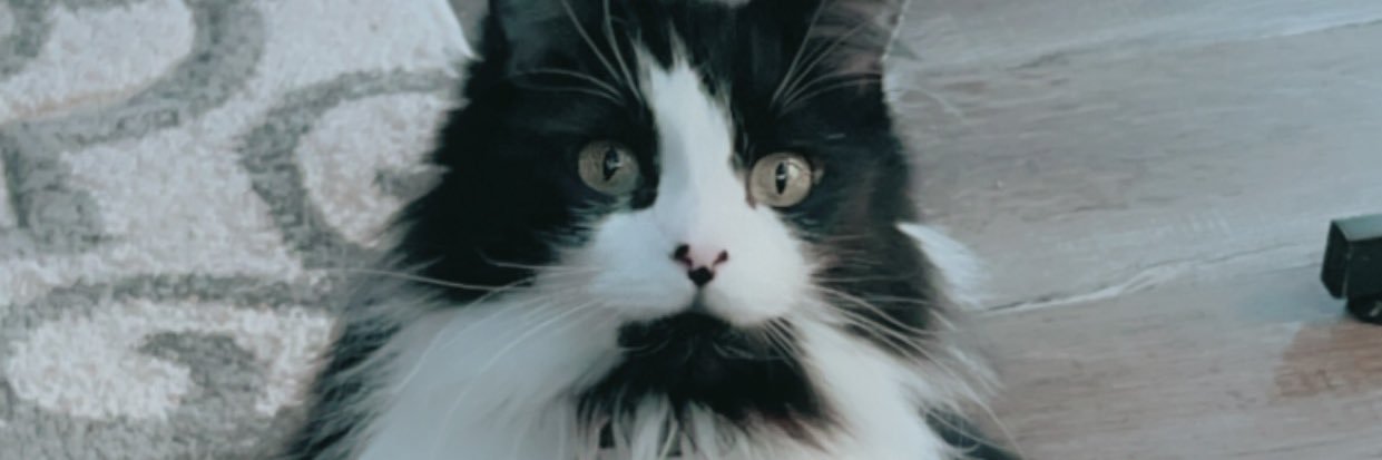 brittney_betch's profile banner image