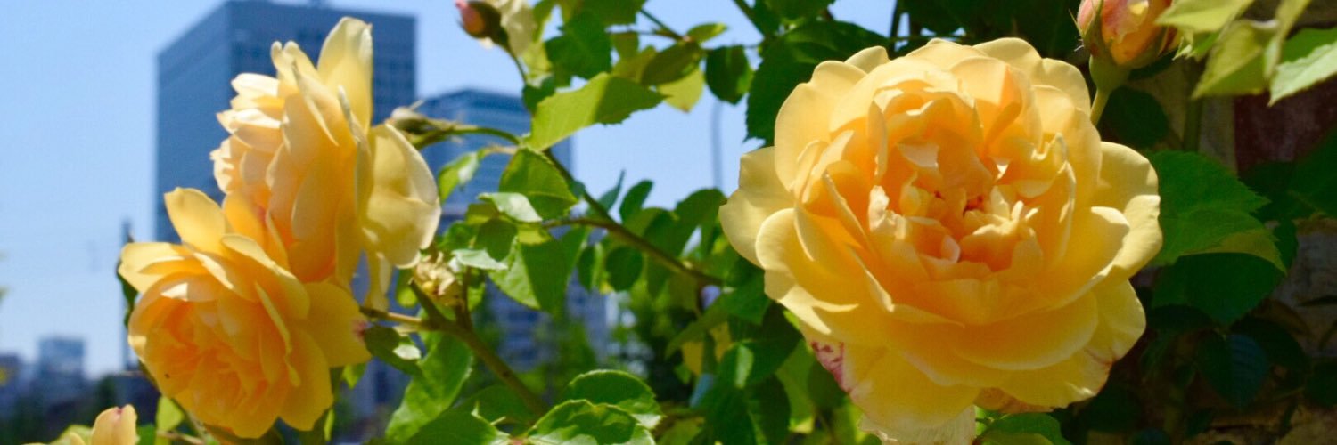 hkchooo's profile banner image