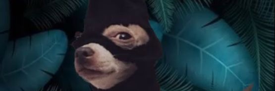 Perroconhojilla's profile banner image