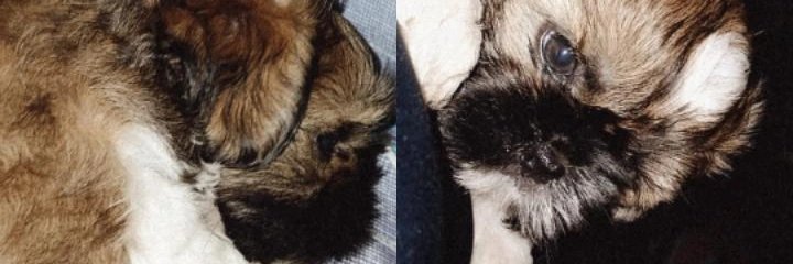 chezcaprado's profile banner image