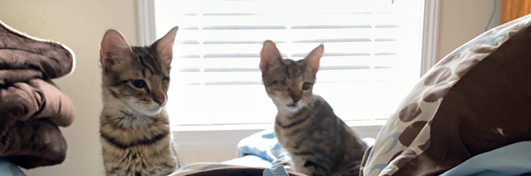 maestrazim's profile banner image
