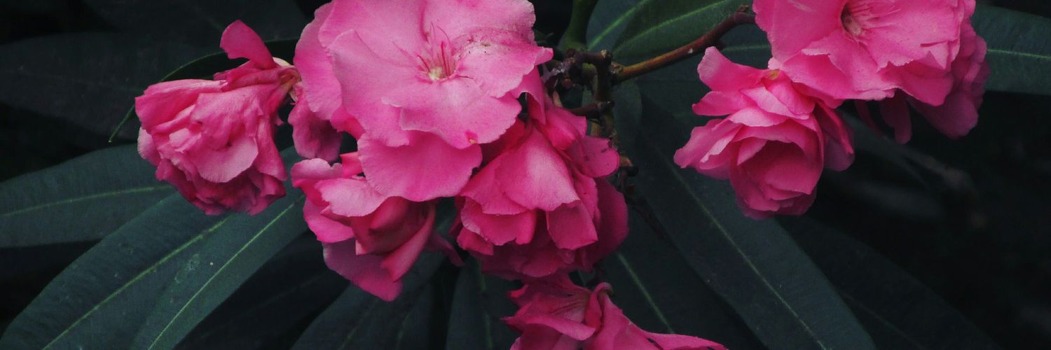 Its Definately Not Me banner