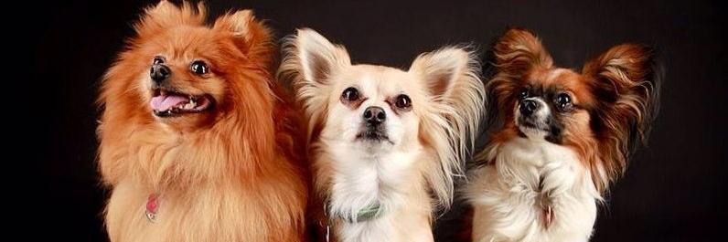 Animal Direction banner