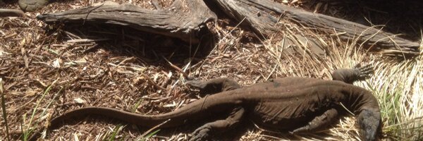 CWrest Profile Banner