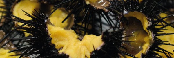 urchinomics Profile Banner