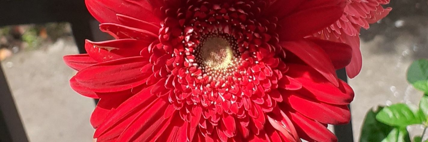 tsadhifikna's profile banner image