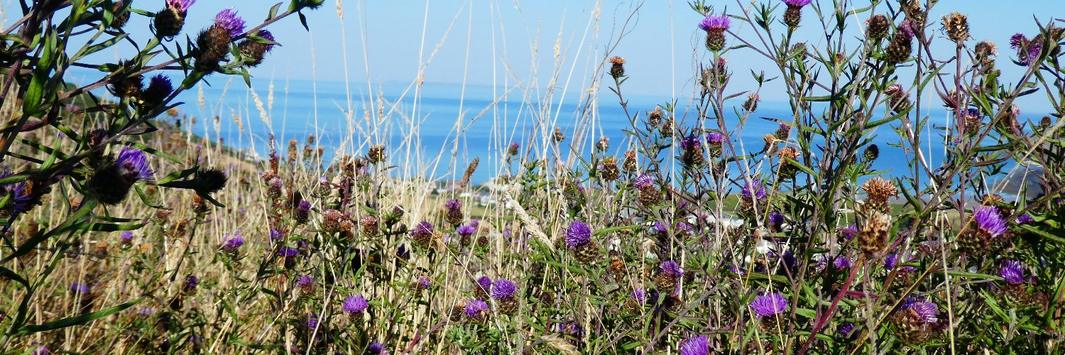 West Country Buzz banner