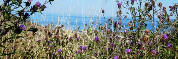 BuzzingDevon Profile Banner