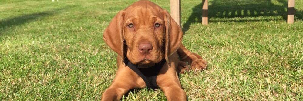 Ria Willoughby banner