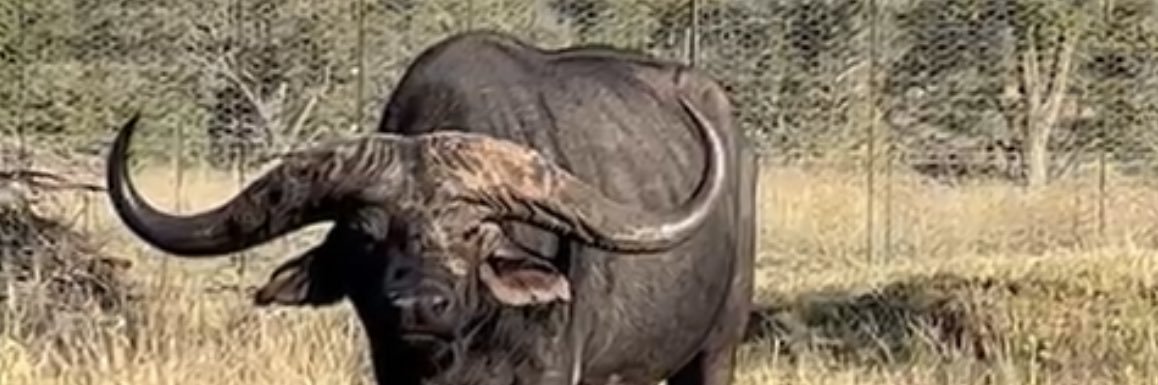 BuffaloBreeder banner