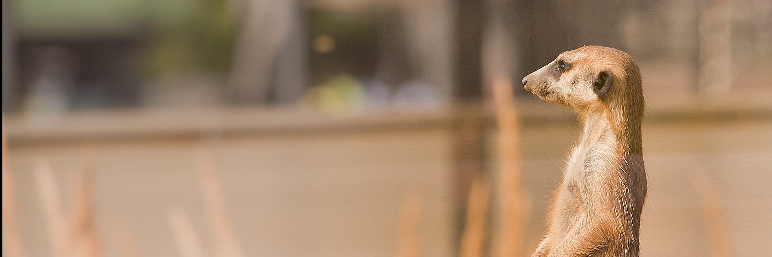 AlekseyDV's profile banner image