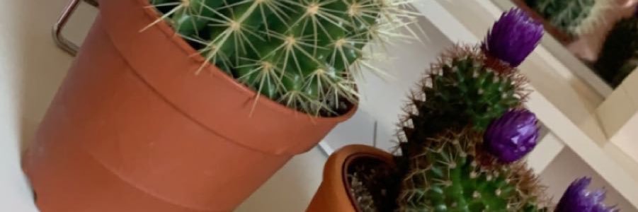yasminpriv's profile banner image
