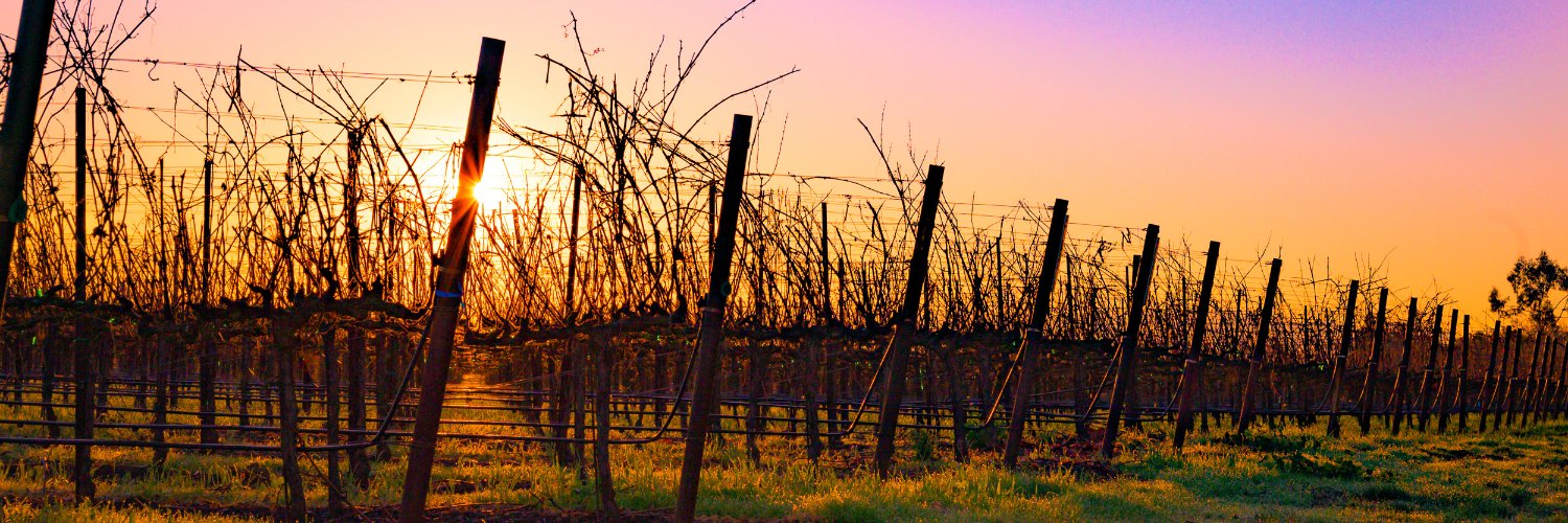 David Gluzman banner