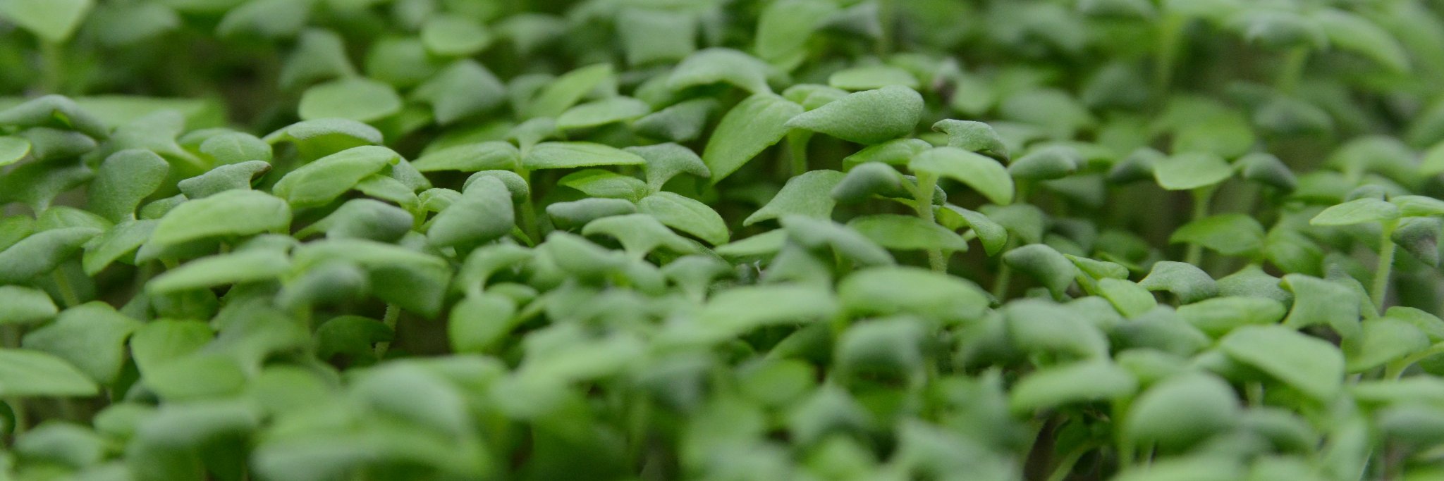 Fresh Impact Farms banner