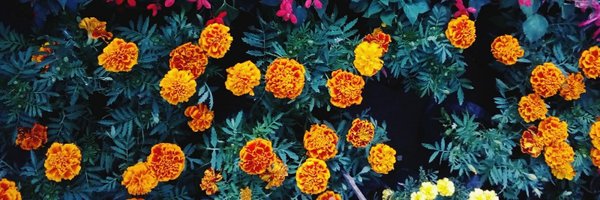 katsmeonada Profile Banner