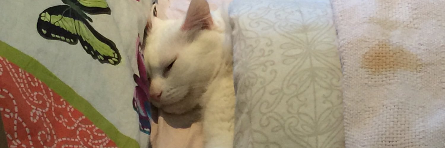 lkourtid's profile banner image