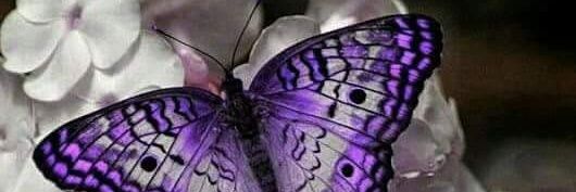 beati4lbtrfly's profile banner image